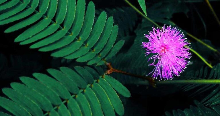 Mimosa pudica Samen helfen, Parasiten aus dem Körper zu entfernen. 
